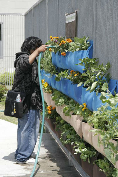 WateringWoollySchoolGarden