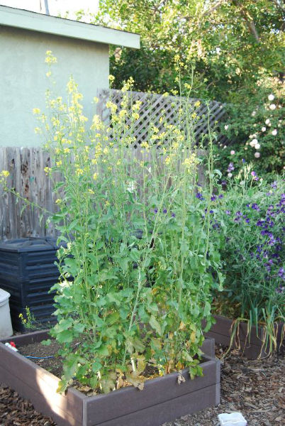 mustard seed plant fully grown