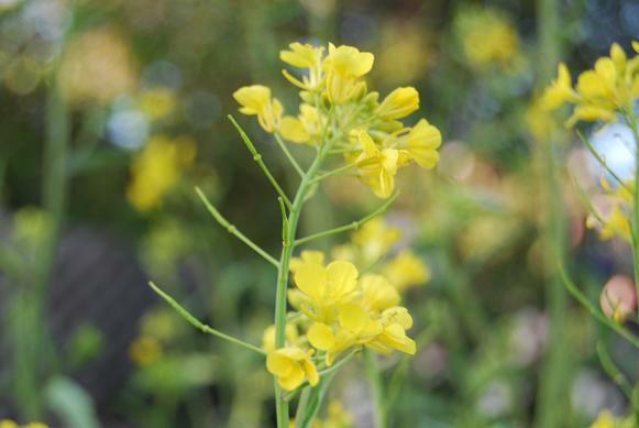 seedpodsforming