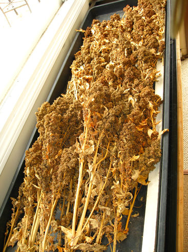 Harvestedquinoa