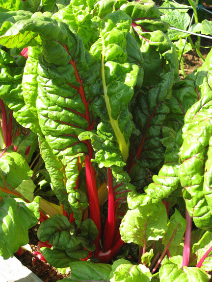 Read more about the article Chard on the Brain – Recipes for an abundance of Swiss Chard