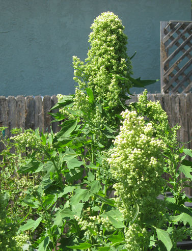 quinoa plant leaves