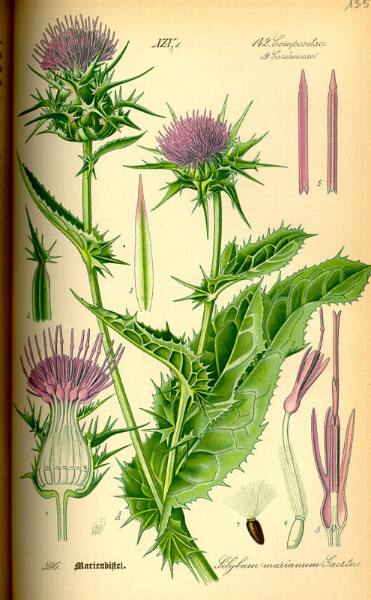 milk_thistle_herb