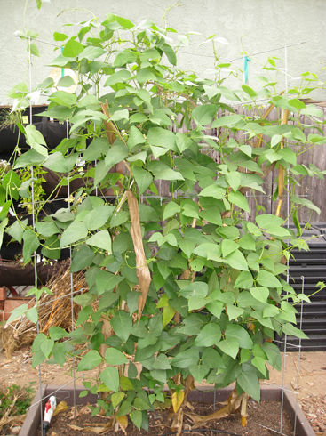 Lima Bean Plant Pictures 5