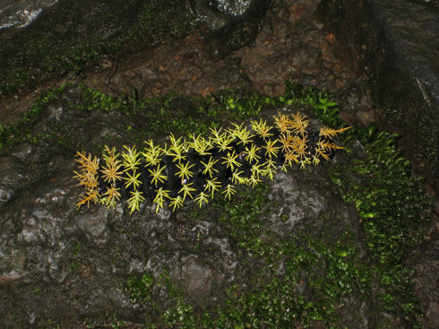 NeonCaterpiller