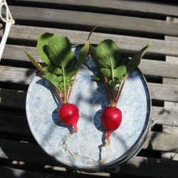 Pure Joy in the Garden