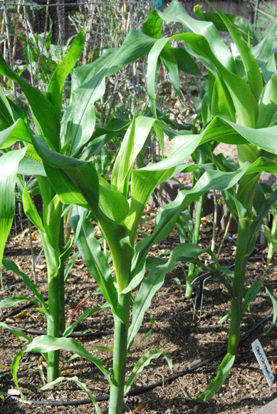 corngrowing