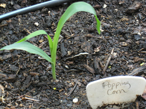 cornseedling