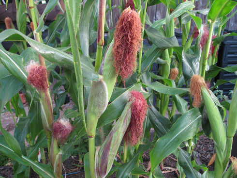 Read more about the article Ask Gardenerd: Corn is Falling Over