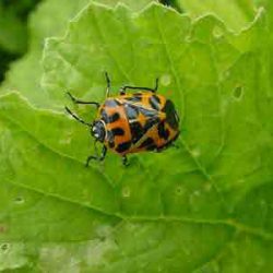 Harlequin Bugs – Not Funny!