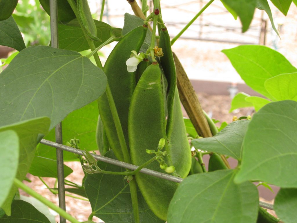 How To Harvest Lima Beans - Fresh or Dry 