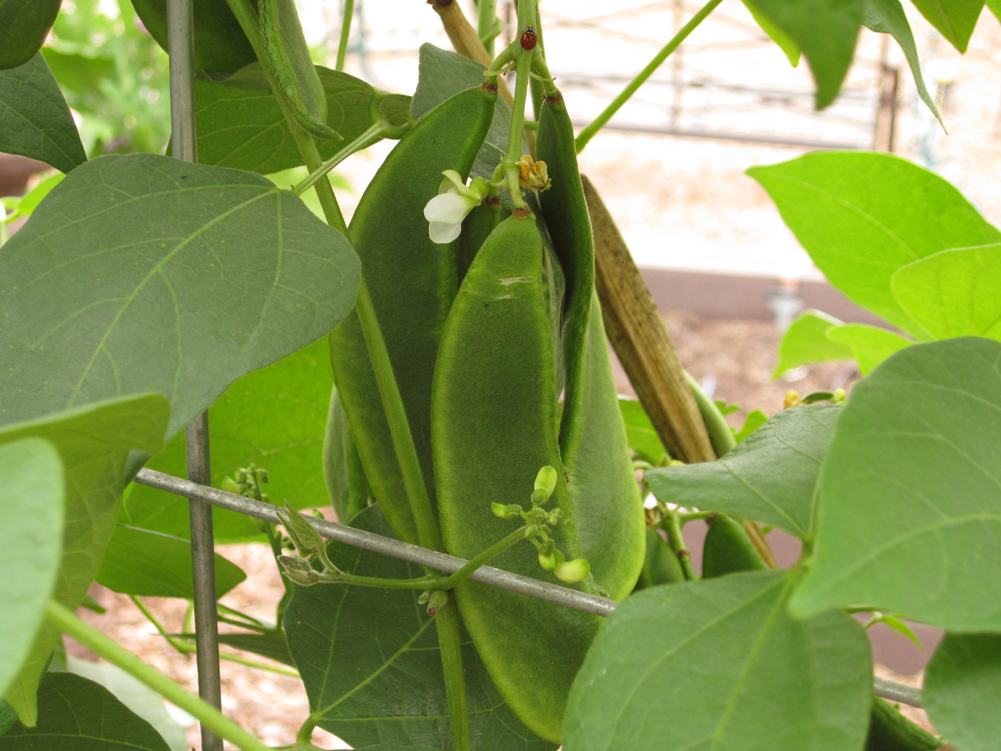 Gardenerd Organic Edible Gardening Growing Christmas Lima Beans