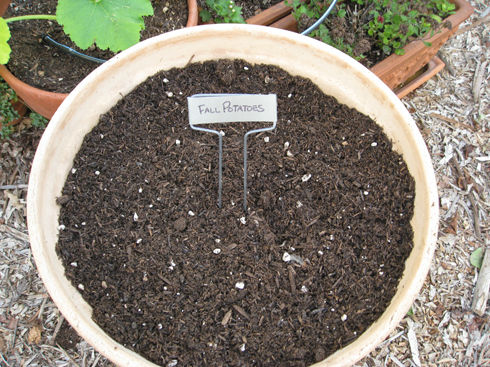 How to Fix Compacted Soil in Pots  