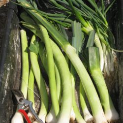 Preserving Leeks – High and Dry