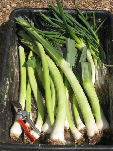 You are currently viewing Preserving Leeks – High and Dry