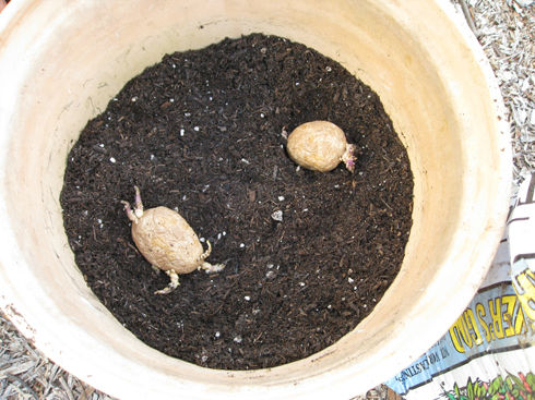 plantingpotatoes