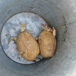 The Potato Experiment