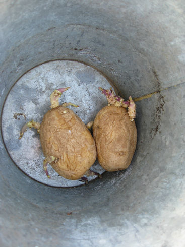 Read more about the article The Potato Experiment