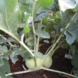 Kohlrabi – the Alien Vegetable