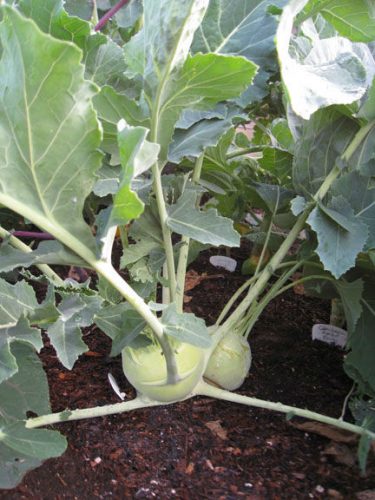 Read more about the article Kohlrabi – the Alien Vegetable