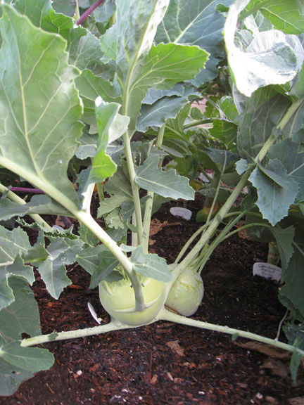 You are currently viewing Kohlrabi – the Alien Vegetable