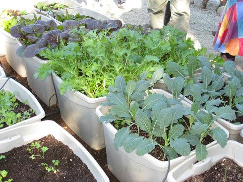 containergardencloseup