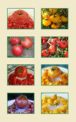 cooler_coastal_tomato_seed_collection_sm