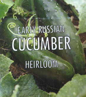 cucumber