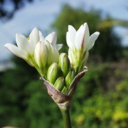 False Garlic – you lie, you lie, you lie.