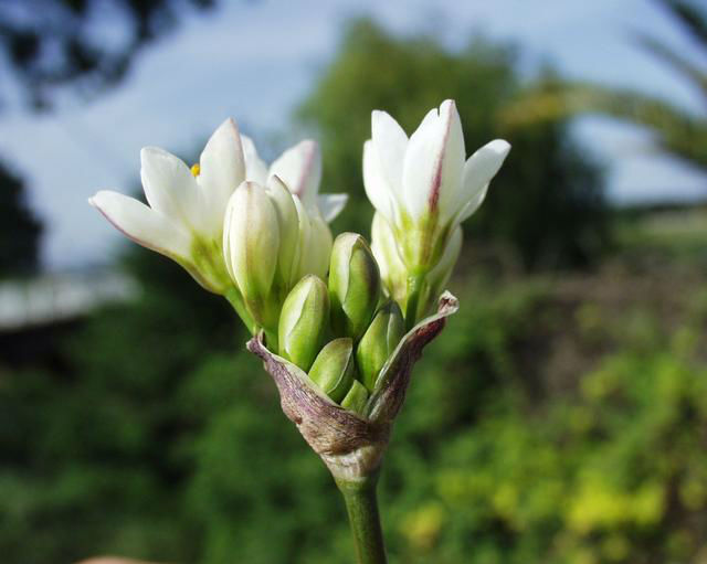 You are currently viewing False Garlic – you lie, you lie, you lie.