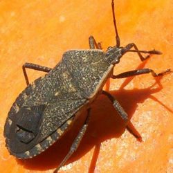 Squash Bug Battles