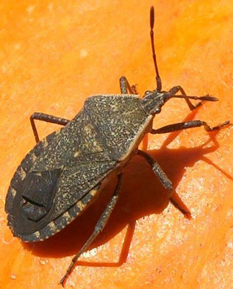 Squash bug on sale