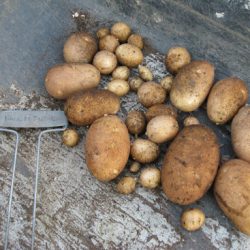 When 1+1=10: Harvesting Potatoes