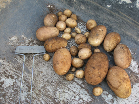 You are currently viewing When 1+1=10: Harvesting Potatoes