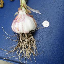 Storing Garlic – Sprout Not, My Friend