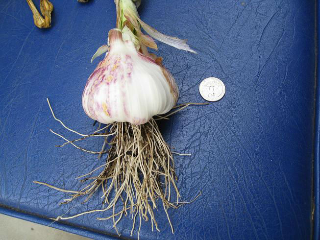 Read more about the article Storing Garlic – Sprout Not, My Friend
