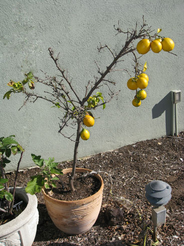 Sad lemon tree