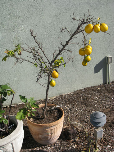 lemontree