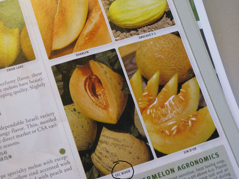 Read more about the article Seed Catalog Highlights