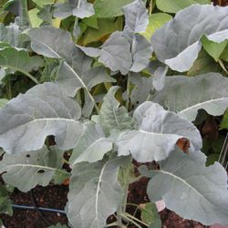 Growing Broccoli – Italian Style