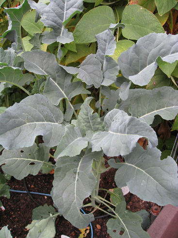 Read more about the article Growing Broccoli – Italian Style