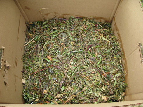 shreddedgreens