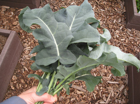 Read more about the article How’s that Broccoli Coming Along?