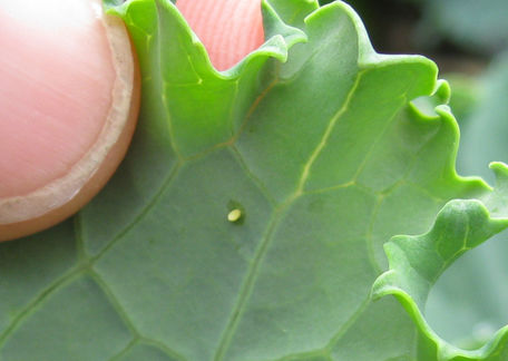 Read more about the article Cabbage Moths – Pretty but Dastardly