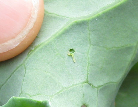 Read more about the article Ask Gardenerd: Green Worms on My Brassicas