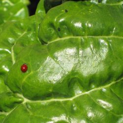 Ladybugs – Nature’s Aphid Brigade