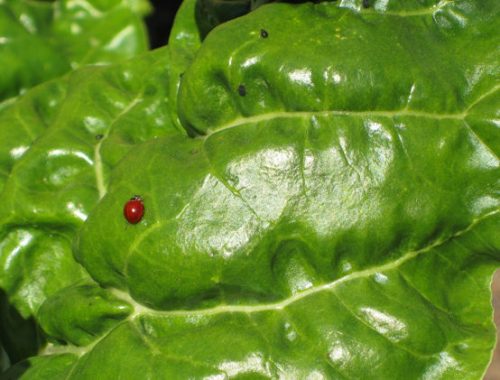 Read more about the article Ladybugs – Nature’s Aphid Brigade