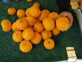 Read more about the article Lumpy Tangerines are Good Eating