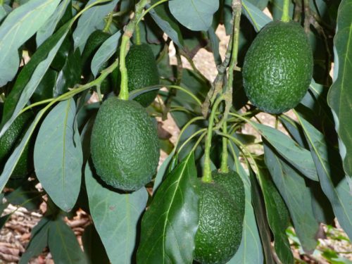 Read more about the article When to Pick an Avocado