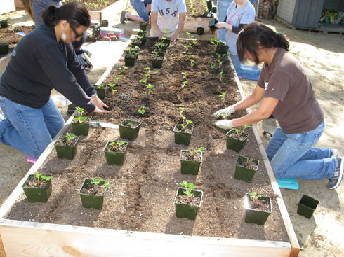 Read more about the article Dream Center Garden Progress